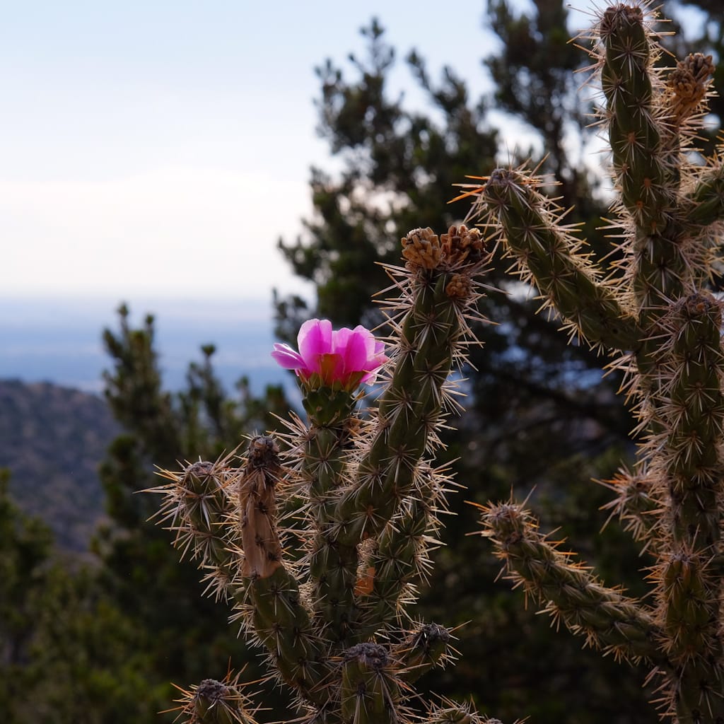 A pointy cactus with a single pink bloom