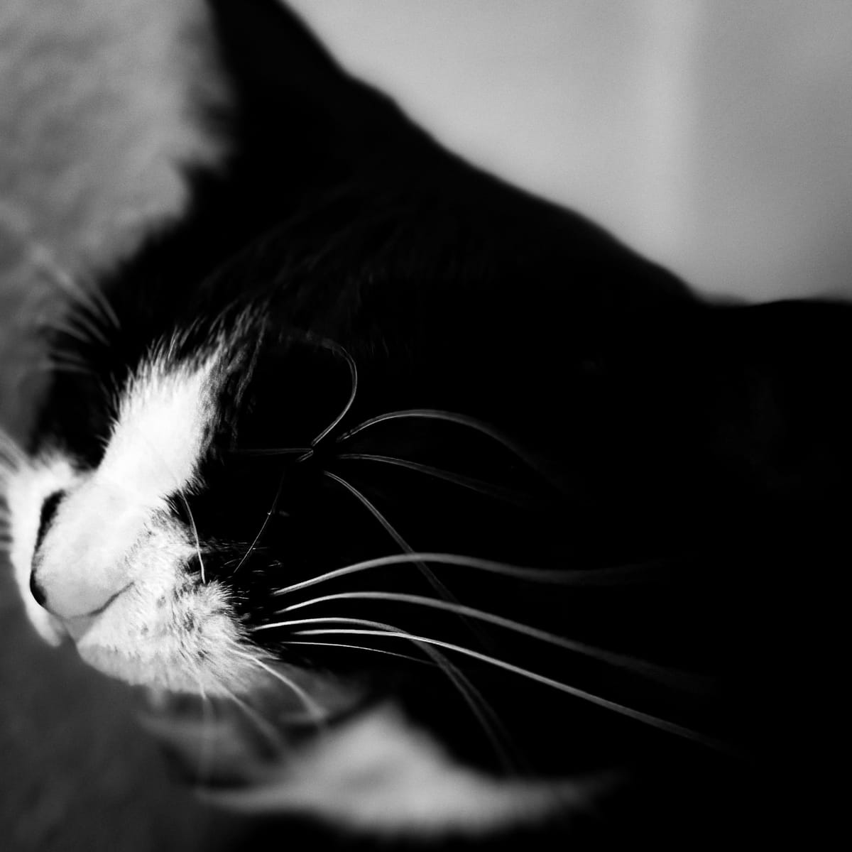 A yawning cat